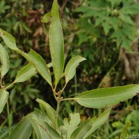 Neolitsea cassia (L.) Kosterm.